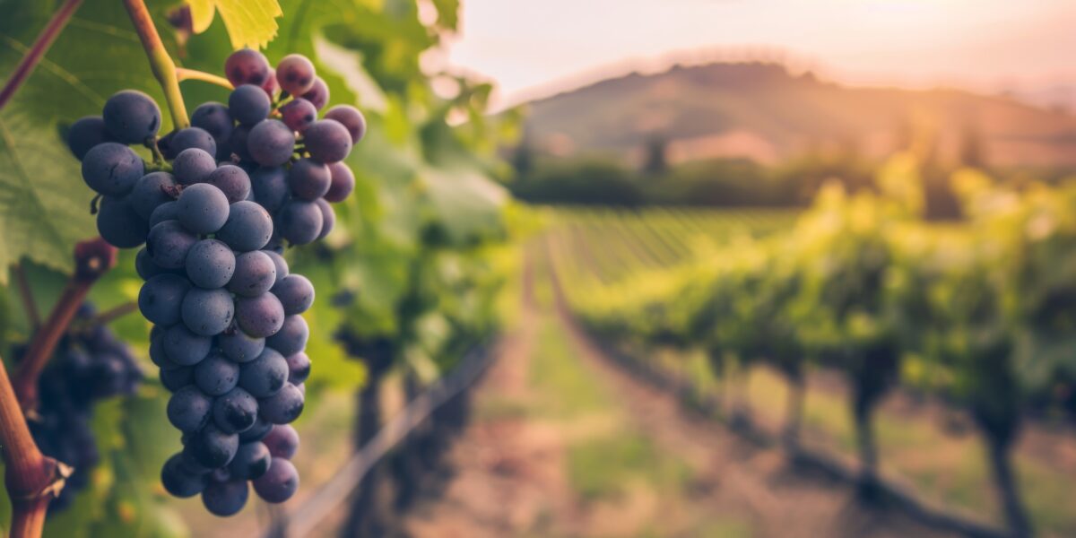 Al momento stai visualizzando Se il vino è “verde”, l’ambiente sorride