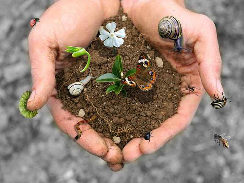 Al momento stai visualizzando WWF: “troppi consumi agro-alimentari UE. A rischio ecosistemi e biodiversità”