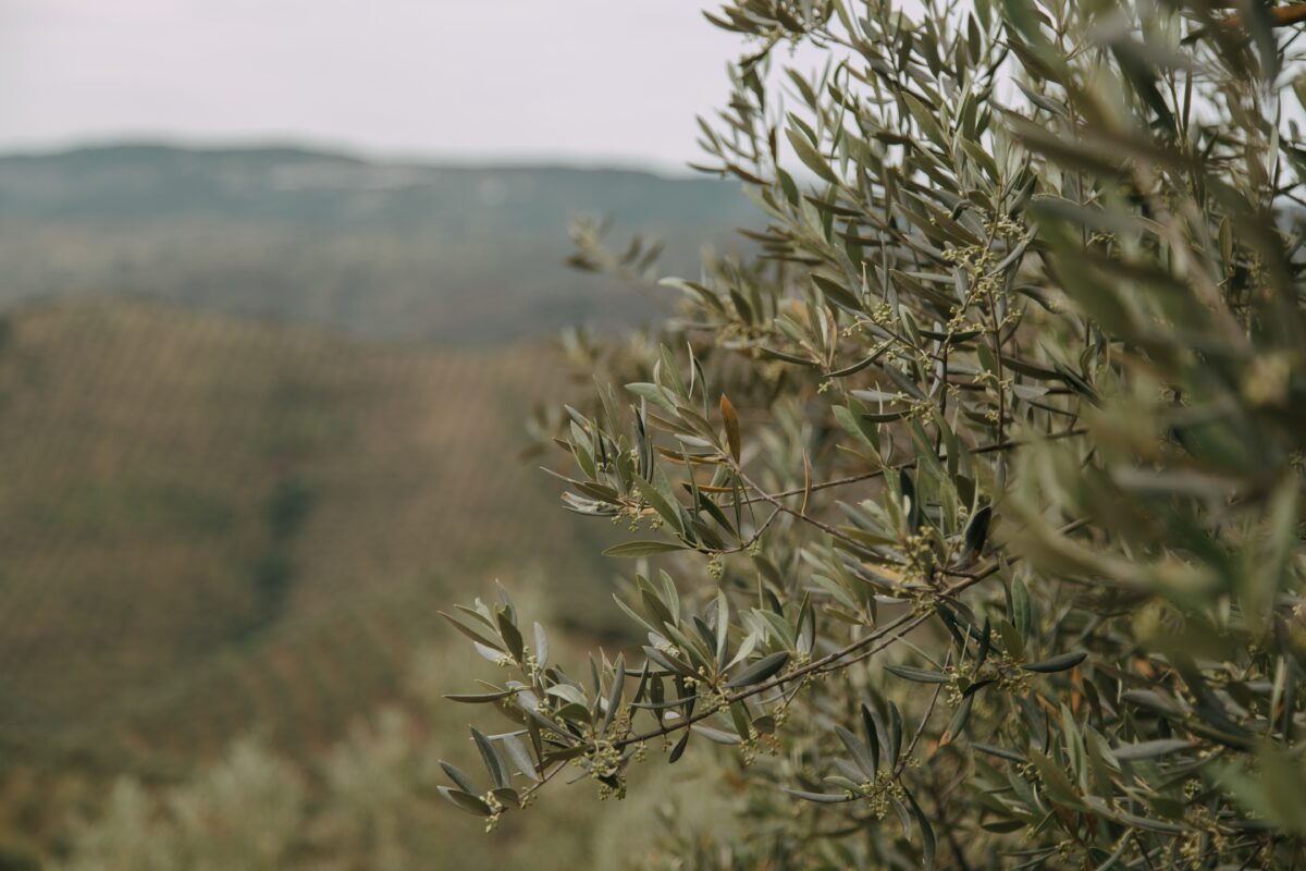 Al momento stai visualizzando La siccità spreme le olive. Poco olio in tutta Europa