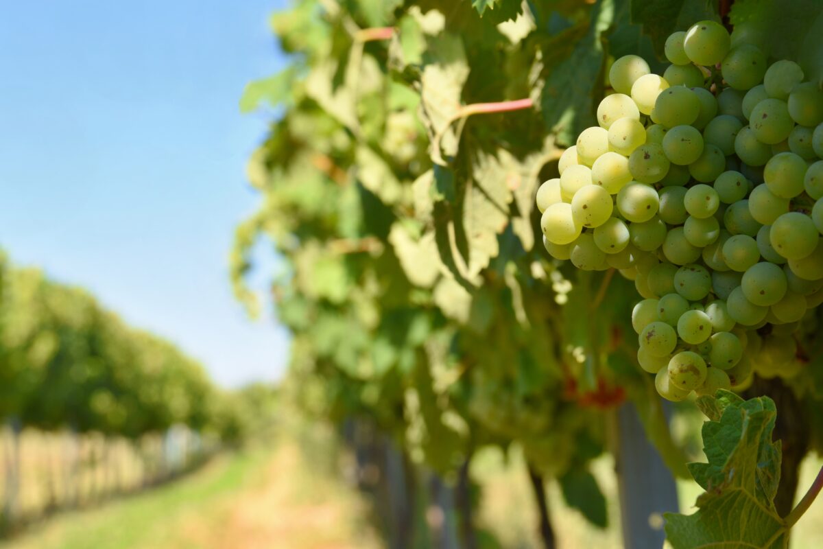 Scopri di più sull'articolo Annata tragica per il vino italiano, -10% della produzione