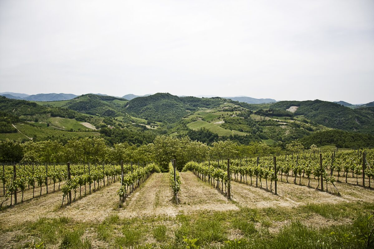 Scopri di più sull'articolo Vignaioli indipendenti, eccellenza in crescita. Il caso delle cantine Neri