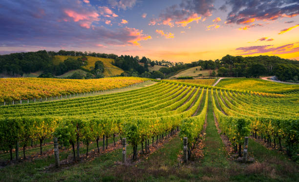 Scopri di più sull'articolo Vendemmia, Confagricoltura Puglia: “Qualità delle uve molto buona, ma servono aiuti”