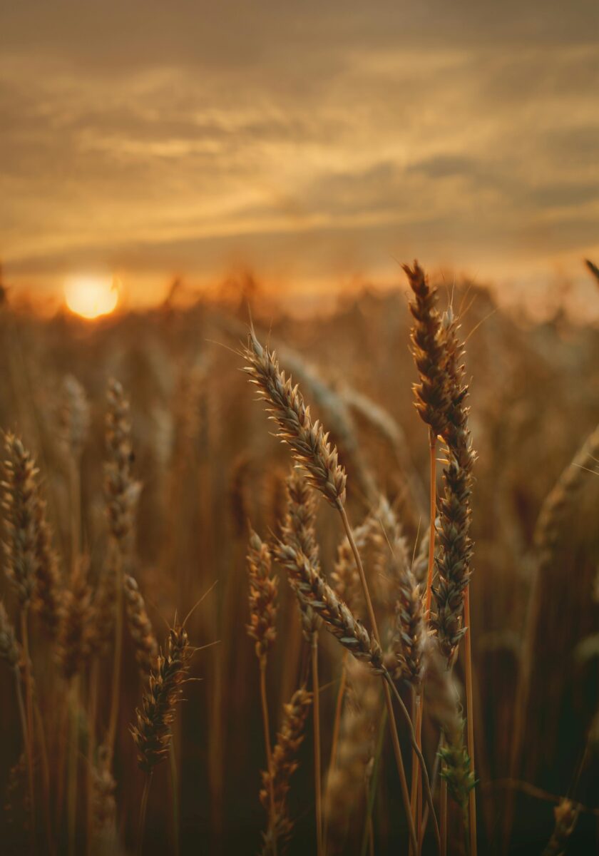 Al momento stai visualizzando Ucraina, Confagricoltura: “Adottare un freno di emergenza per gli aumenti anche a cereali e semi oleosi”