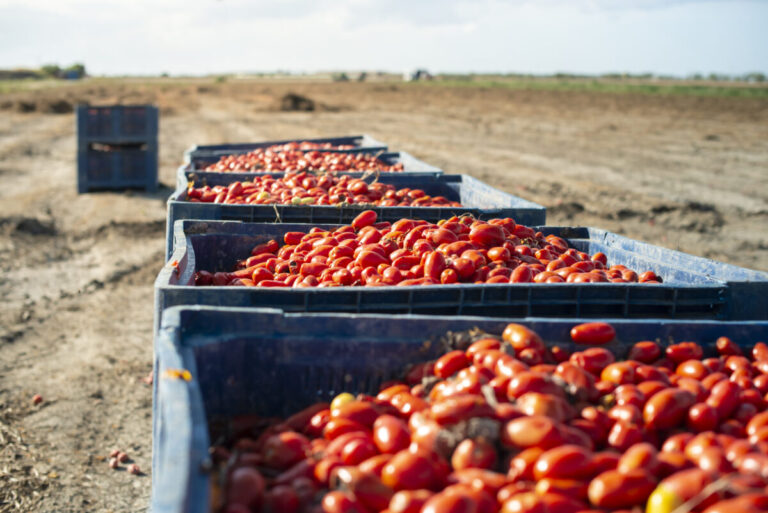 Scopri di più sull'articolo Pomodoro da industria, nasce il primo progetto di “Mediterranea” per sostenere l’alta qualità dell’export agroalimentare italiano