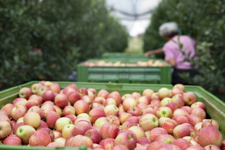 Scopri di più sull'articolo Coldiretti: inizia la ʼvendemmiaʼ delle mele. La produzione stimata è di circa 2,1 miliardi di chili