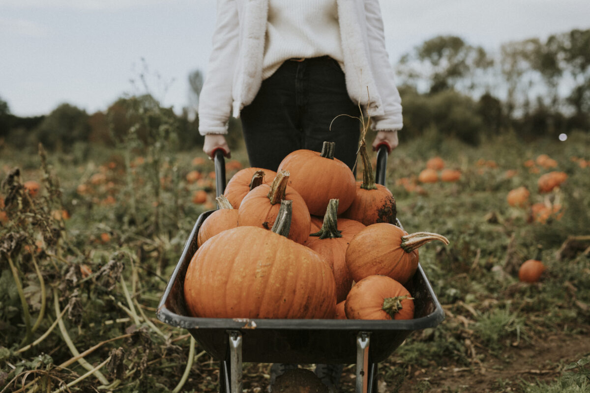 Scopri di più sull'articolo Halloween da incubo per le zucche italiane: calo del 25% nella produzione, tra maltempo e siccità