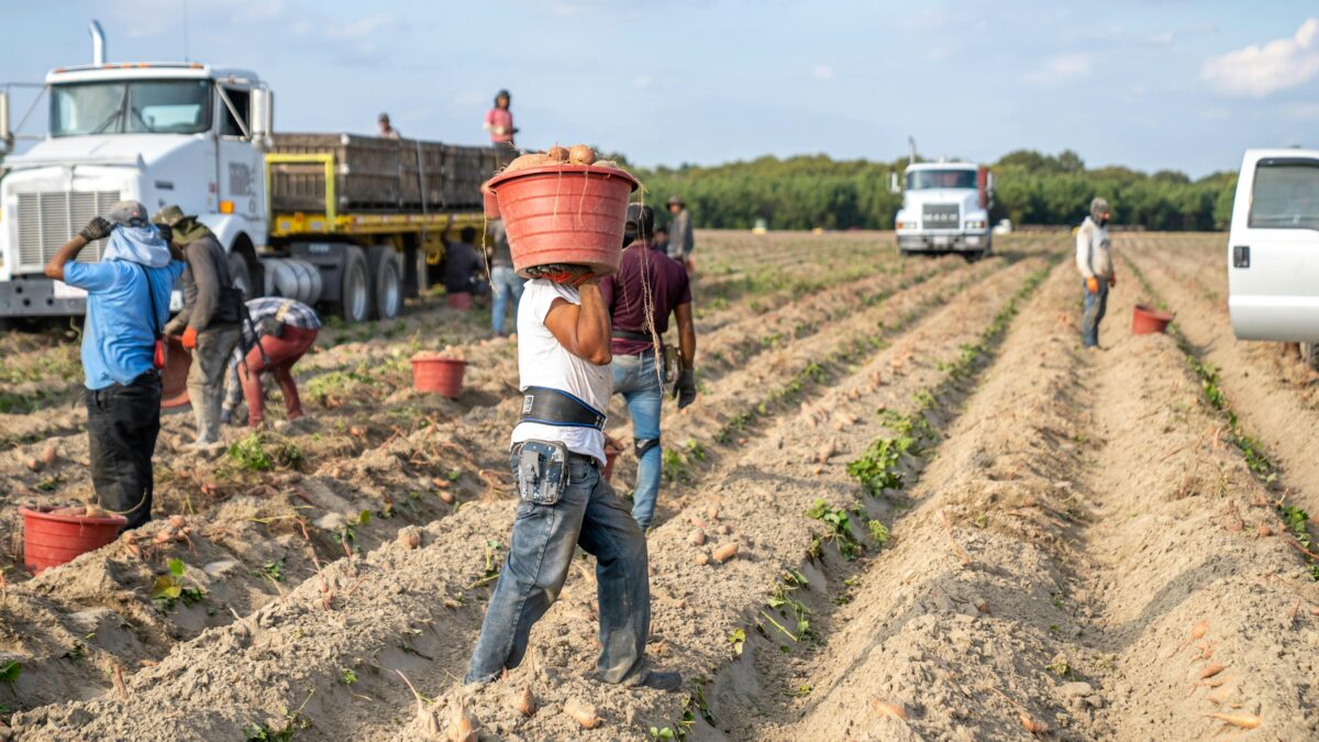 Scopri di più sull'articolo Emergenza manodopera nei campi italiani: 100mila lavoratori mancanti per la raccolta