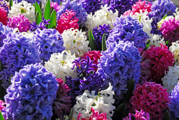 Scopri di più sull'articolo Piante e fiori Made in Italy, una economia da 3,3 miliardi. Record per 19mila imprese