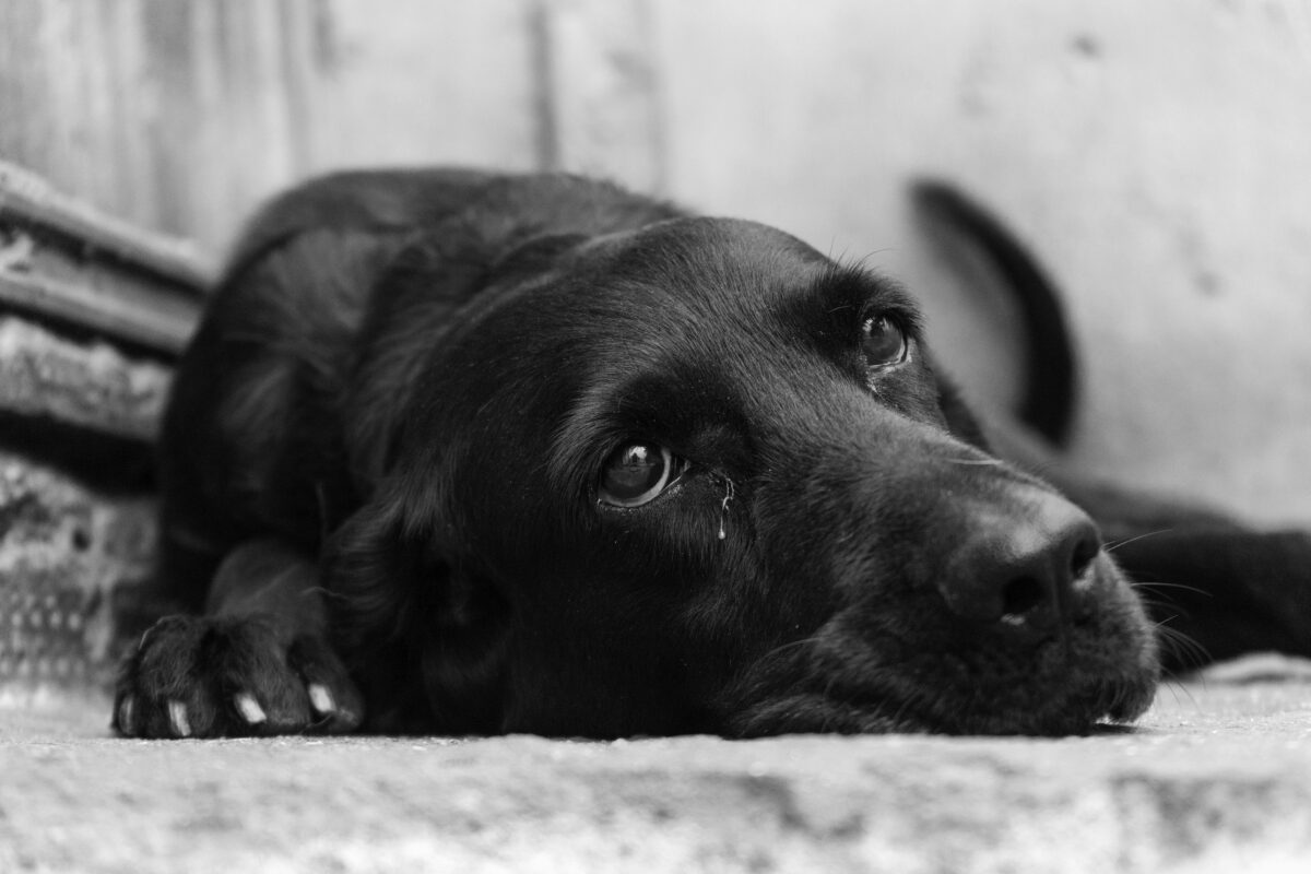 Scopri di più sull'articolo ‘Giornata mondiale del cane’, in Italia 50mila abbandoni ogni anno. L’allarme: picco in estate