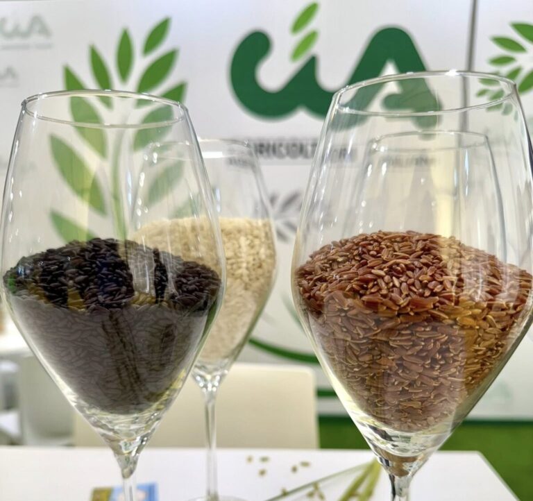 Scopri di più sull'articolo Italia regina del riso in Europa: biodiversità e sfida ai costi