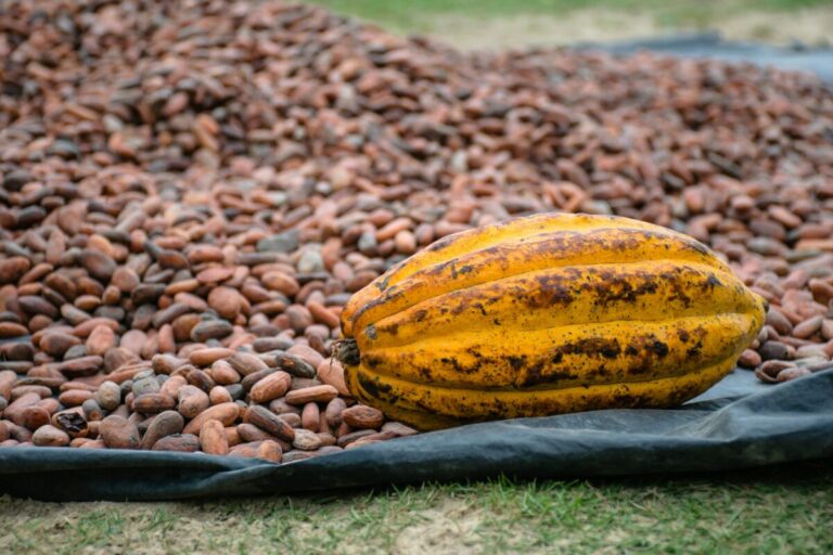 Scopri di più sull'articolo Il cacao torna a scendere: raccolti migliori in Costa d’Avorio e piogge favorevoli spingono al ribasso i prezzi globali